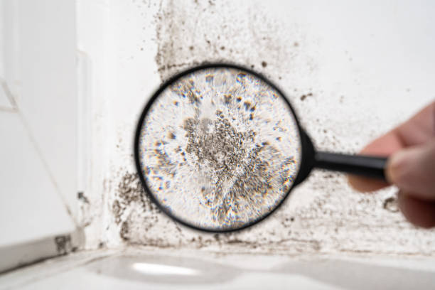 Why You Should Choose Our Mold Remediation Services in Castle Shannon, PA